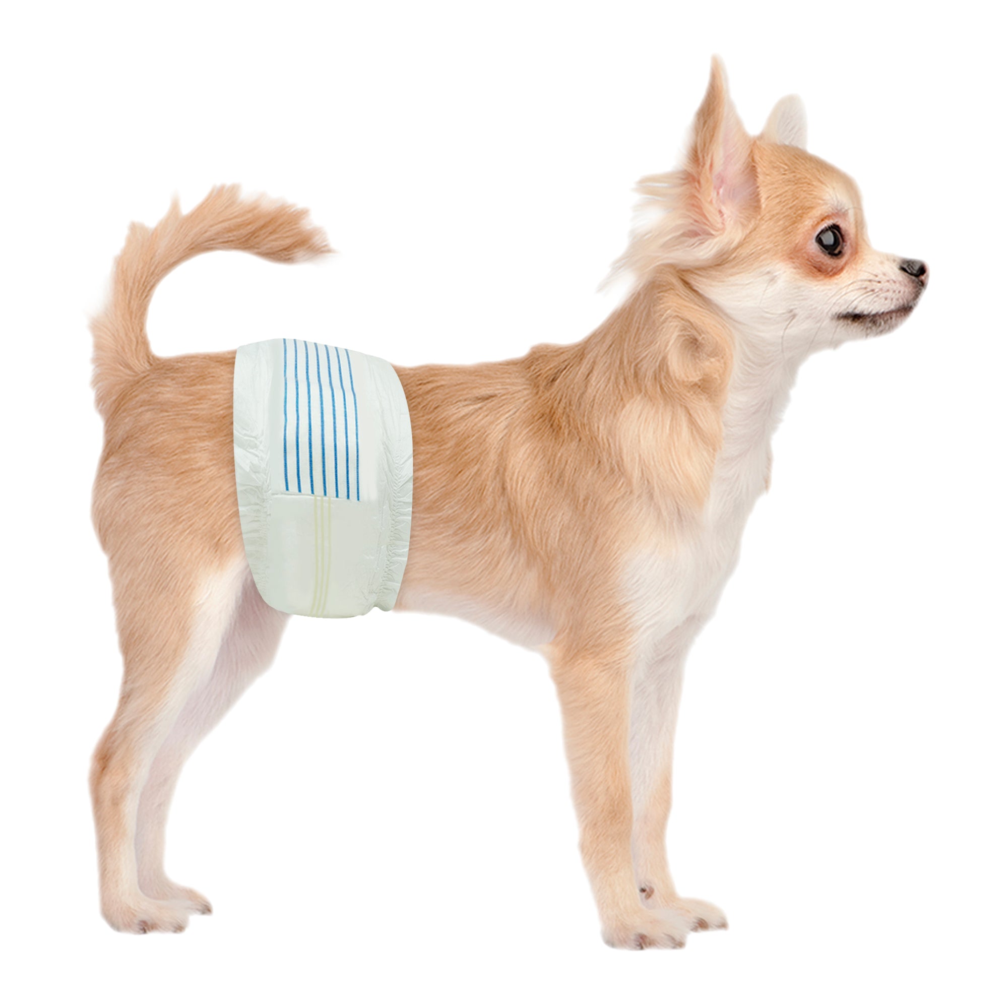 BV Male Extra Small Disposable Dog Wraps - 50 Count