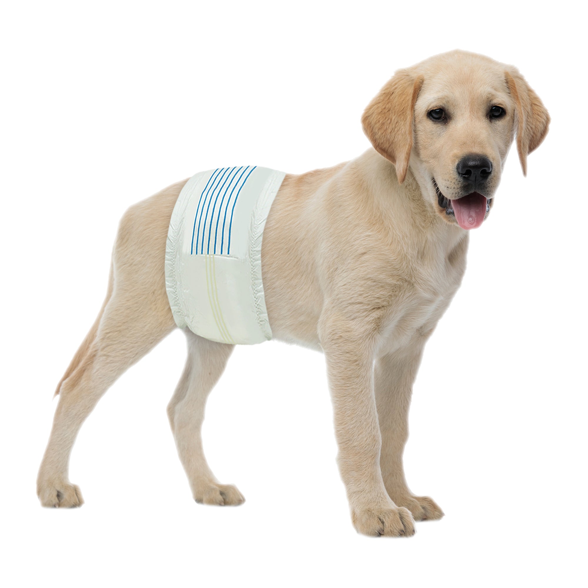BV Male Medium Dog Disposable Wraps - 50 Count
