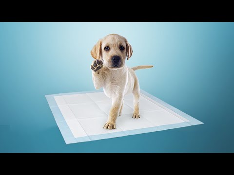 What Kind of Training Pads Can you Use.
