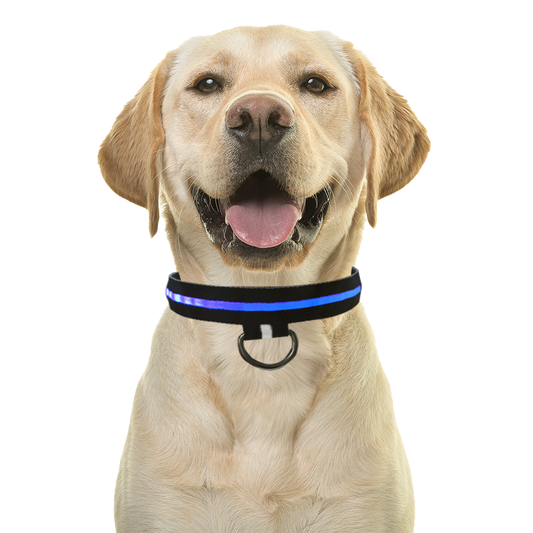 Dog with Collar Attached