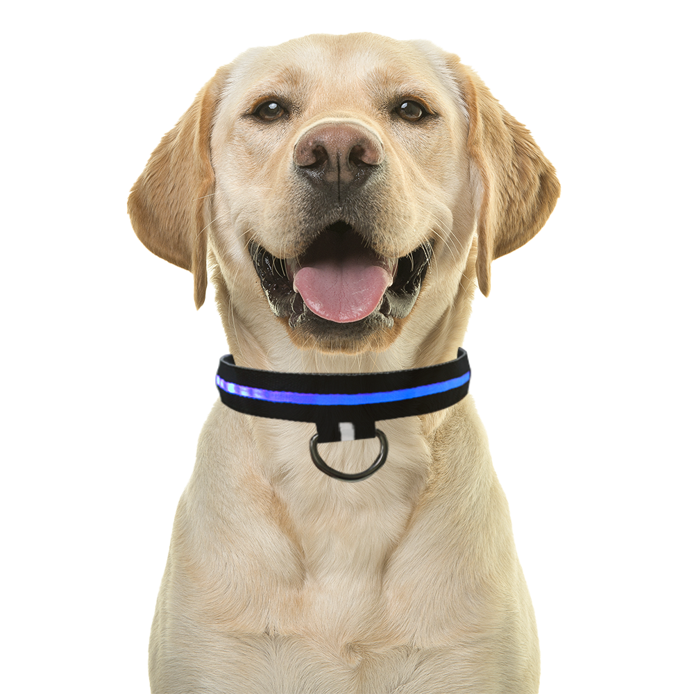 Dog with Collar Attached