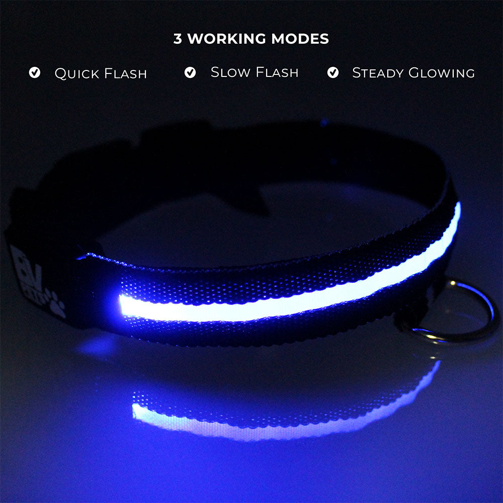 Dog Collar At Night with LEDs