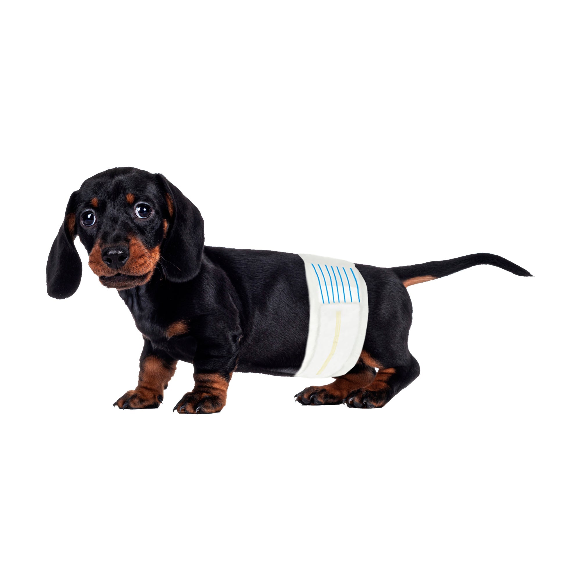 BV Male Small Dog Disposable Wraps - 50 Count